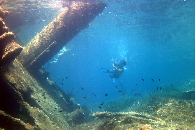 Tour to Figarolo Island with the possibility to observe dolphins - Watching bottlenose dolphins near the fish farm