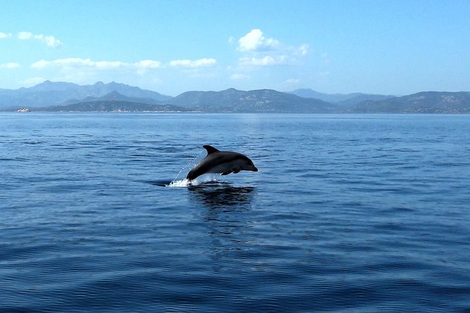 Tour to Figarolo Island with the possibility to observe dolphins - Capo Figari, Capo Ceraso, and Cala Moresca