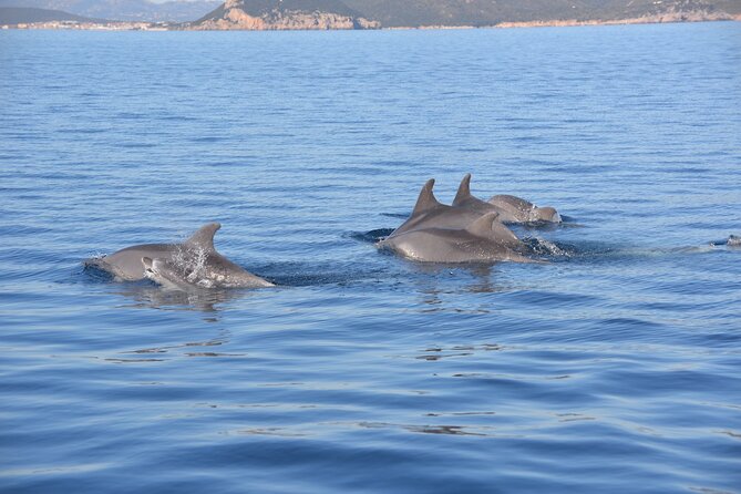 Tour to Figarolo Island with the possibility to observe dolphins - Figarolo Island and the first swim