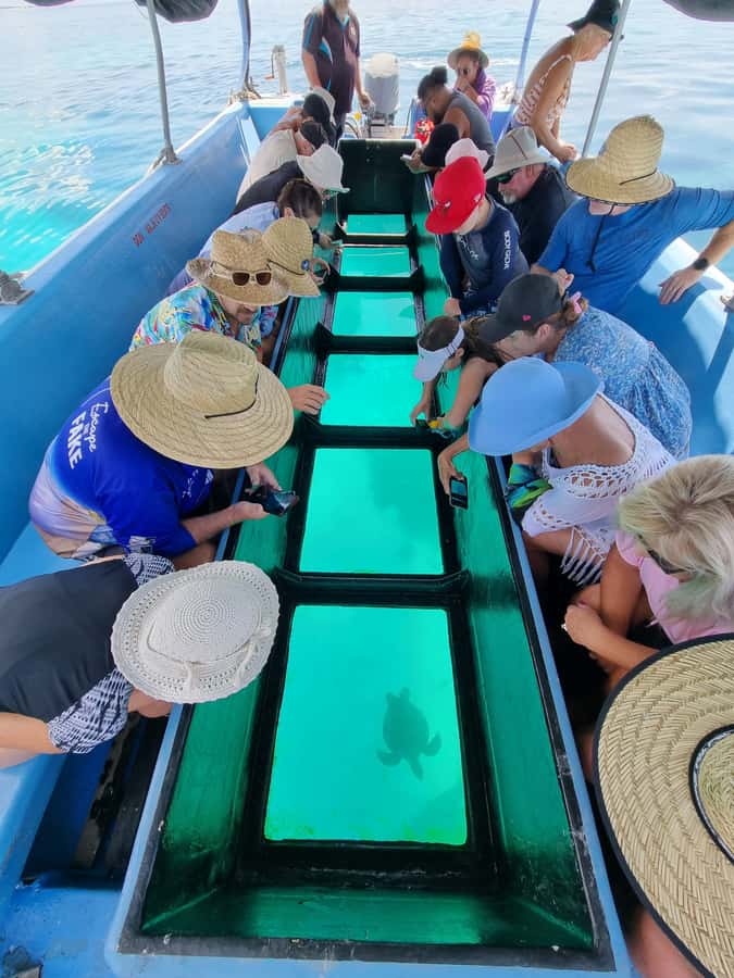Town of 1770: Lady Musgrave Island Snorkelling Day Cruise - How much value does $198 offer?