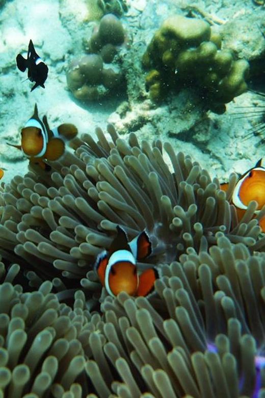 Trang: Emerald Cave, Kradan, Chueak Snorkeling Boat Trip - Key points to know before you book