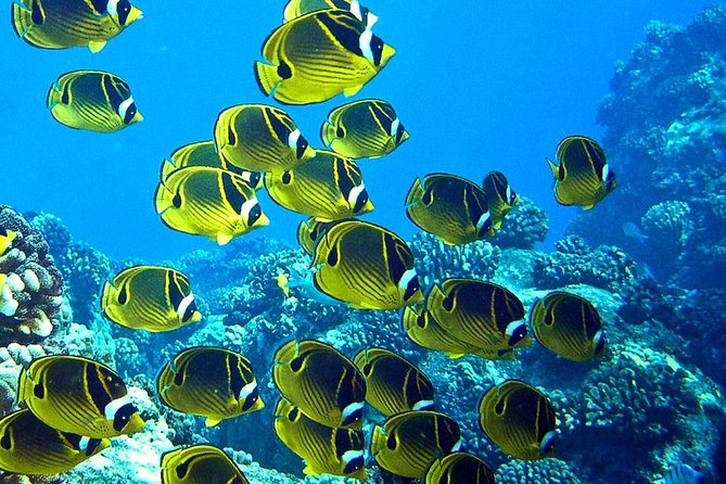 Tropical Reef & Wildlife Boat Snorkel Adventure - Key points at a glance