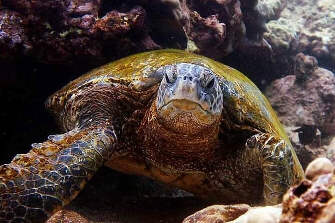 Tropical Reef & Wildlife Boat Snorkel Adventure - Gear, flotation, and time in the water