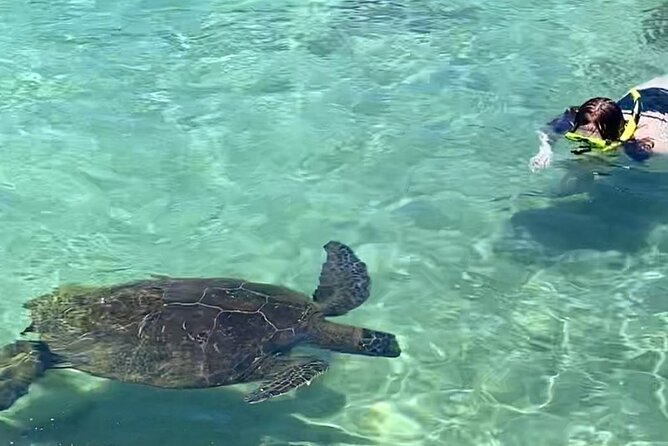 Tropical Reef & Wildlife Boat Snorkel Adventure - Weather, cancellations, and choosing the right day