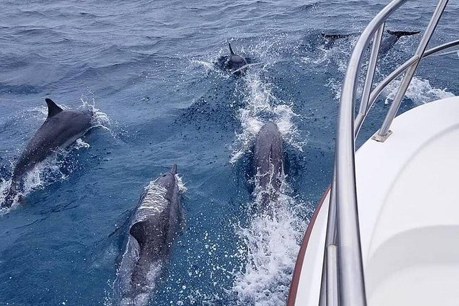 Tropical Reef & Wildlife Boat Snorkel Adventure - Who will enjoy this Hilo snorkeling trip