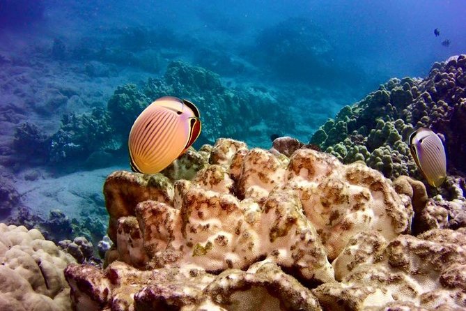 Tropical Reef & Wildlife Boat Snorkel Adventure - Reaching coves, sand patches, and reef structures