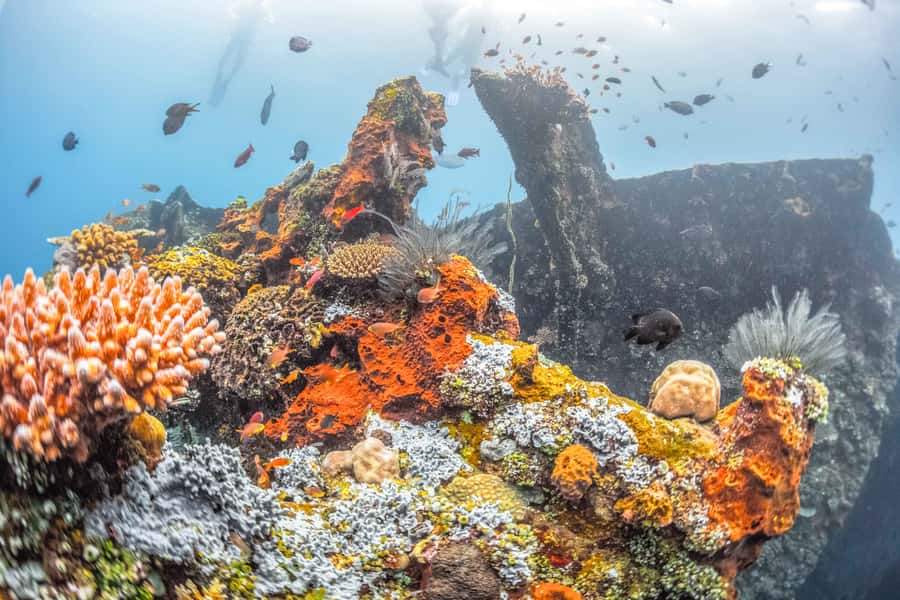 Tulamben: USAT Liberty Shipwreck Full-Day Snorkeling Trip - The USAT Liberty: A Ship Turned Reef