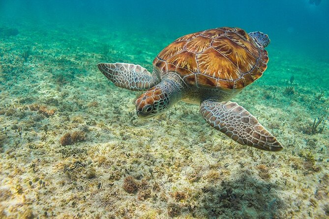 Tulum, Snorkeling with Sea Turtles, Cenote and Beachside Lunch - Akumal Beach and the turtle encounter