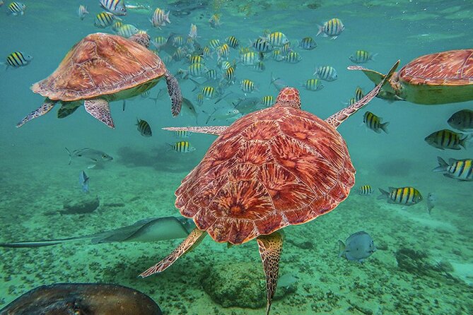 Tulum, Snorkeling with Sea Turtles, Cenote and Beachside Lunch - Cenote El Sueño: the day’s most unusual swim