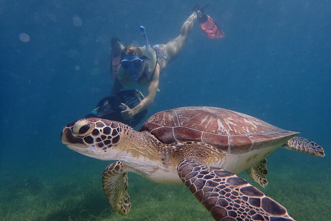 Turtle Beach Power Snorkeling Adventure - Key points to know before you book
