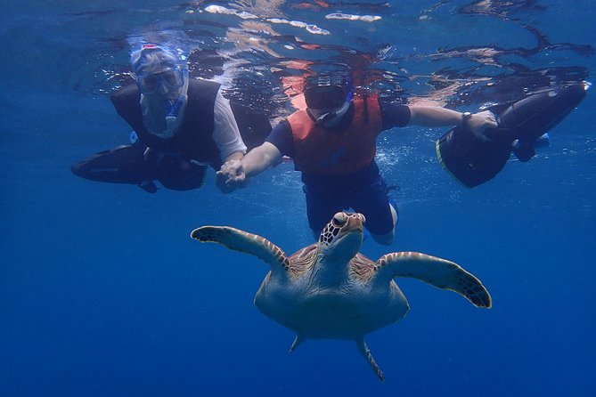 Turtle Beach Power Snorkeling Adventure - Coral, fish, and the guaranteed shipwreck
