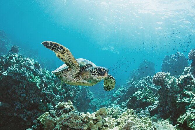 Turtle Canyon Snorkel Adventure in Waikiki, Oahu - A short ride from Waikiki to Turtle Canyon