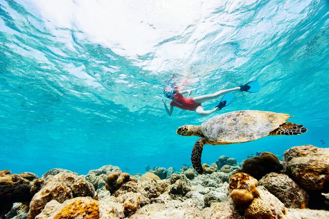 Turtle Canyon Snorkel Adventure - Small Group 6 Passengers - About an hour in the water