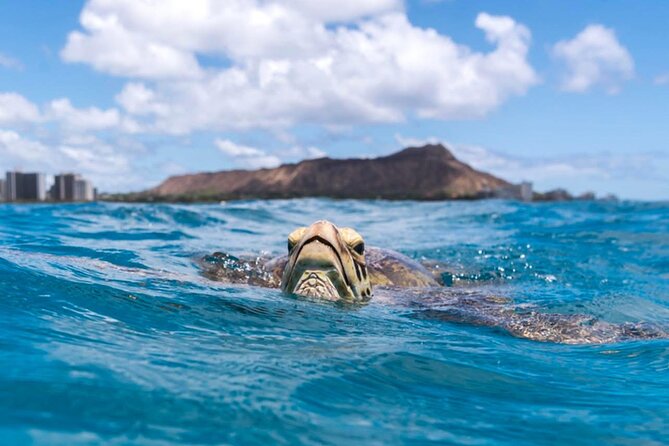 Turtle Canyon Snorkel Adventure - Small Group 6 Passengers - Weather, cancellations, and timing