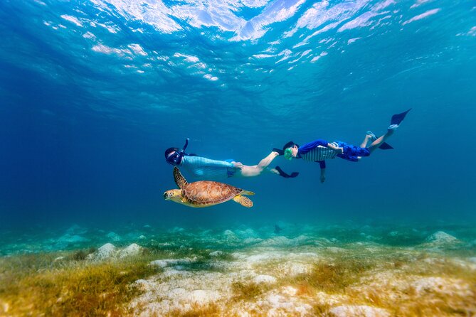 Turtle Canyon Snorkel Adventure - Small Group 6 Passengers - What Turtle Canyon offers underwater
