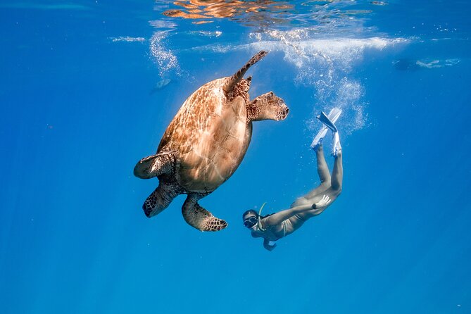 Turtle Canyon Snorkel: Semi Private Boat Tour - Key points before you book