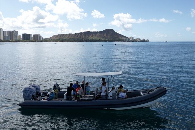 Turtle Canyon Snorkel: Semi Private Boat Tour - Fish, dolphins, seals, and other sightings