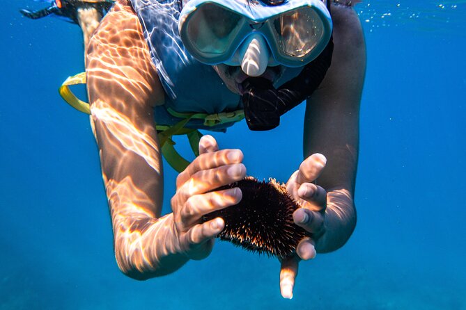 Turtle Canyon Snorkel: Semi Private Boat Tour - Is the snorkeling suitable for beginners?