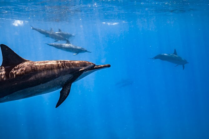 Turtle Canyon Snorkel: Semi Private Boat Tour - What the $109 price buys you