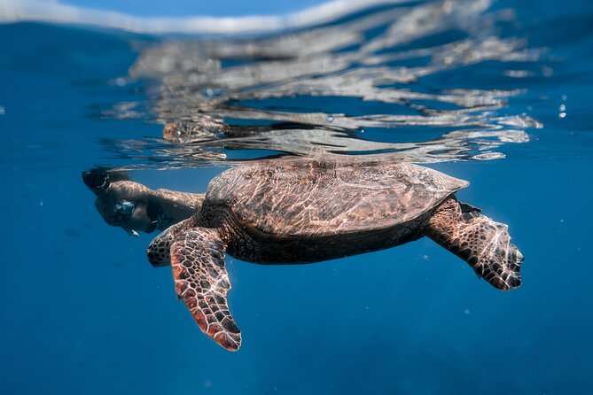 Turtle Canyon Snorkel: Semi Private Boat Tour - The best time to go