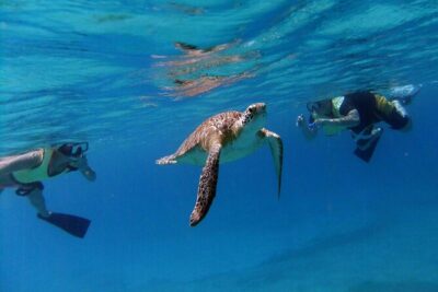 Turtle Cove Catamaran Snorkel and Sail at Little Buck Island STT