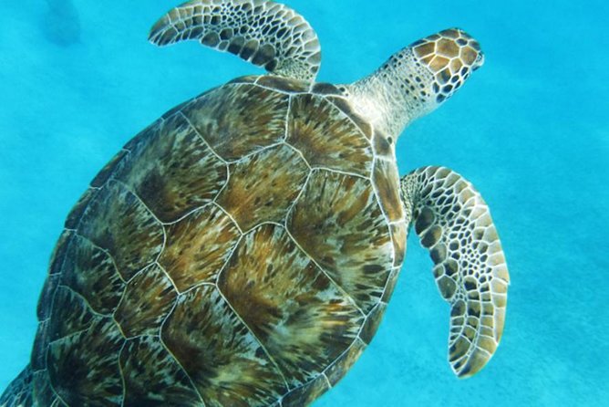 Turtle Cove Catamaran Snorkel and Sail at Little Buck Island STT - Timing, crowds, and cruise ship planning