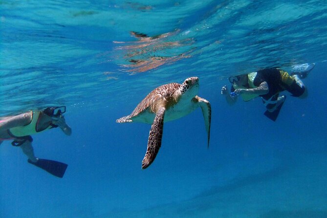 Turtle Cove Catamaran Snorkel and Sail at Little Buck Island STT - Turtle Cove and Little Buck Island