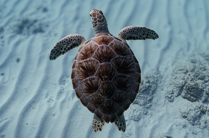 Turtle Snorkeling Aruba: Private Tour with Video - Beyond turtles: fish, coral, and unexpected sights