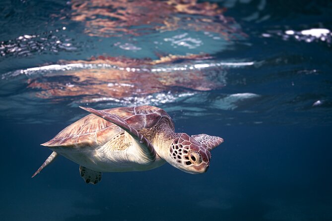 Turtle Snorkeling Aruba: Private Tour with Video - Letting the guide handle the camera