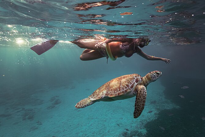 Turtle Snorkeling Aruba: Private Tour with Video - Why the private format affects the value