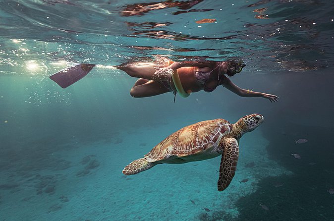 Turtle Snorkeling Aruba: Private Tour with Video - Who will get the most from this outing?