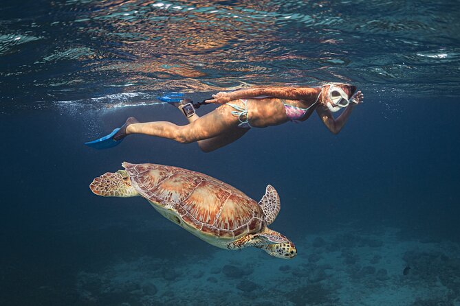 Turtle Snorkeling Aruba: Private Tour with Video - The first few minutes: equipment and calm instructions