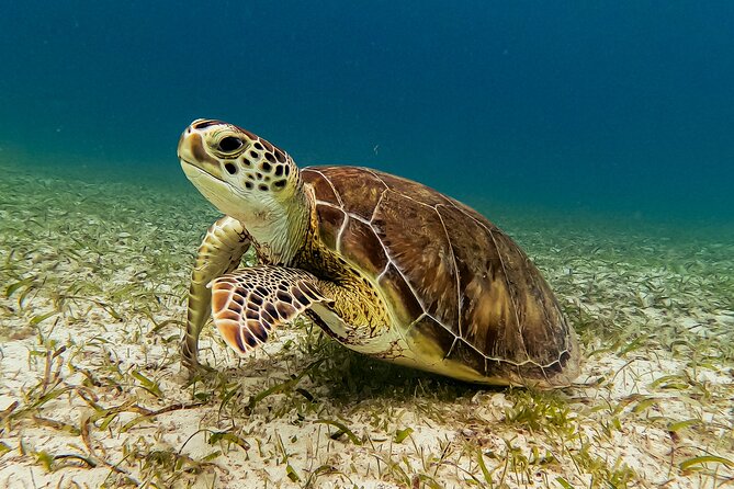 Turtle Snorkeling Tour in Tres Trapi, Aruba - Small groups and personal attention
