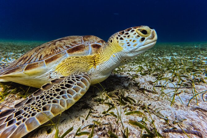 Turtle Snorkeling Tour in Tres Trapi, Aruba - What the gear and flotation options mean