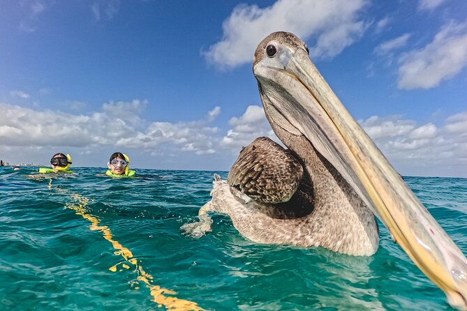 Turtle Snorkeling Tour in Tres Trapi, Aruba - Is $125 a fair price?