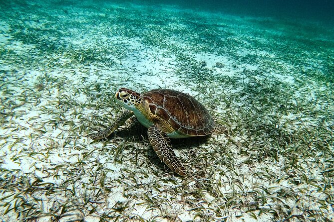 Turtle Snorkeling Tour in Tres Trapi, Aruba - Who should book this snorkeling tour?