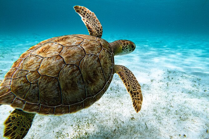 Turtle Snorkeling Tour in Tres Trapi, Aruba - Beyond turtles: rays, eels, and reef fish