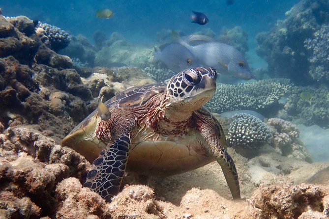 Turtle Tour - Ningaloo Reef Half Day Sea Kayak and Snorkel Tour - A Short Ride From Exmouth to Ningaloo Reef