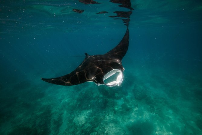 Turtle Tour - Ningaloo Reef Half Day Sea Kayak and Snorkel Tour - Snorkeling From Kayak-Only Moorings