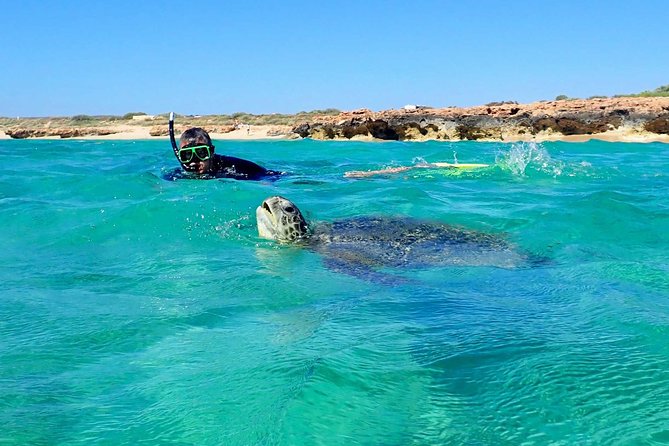 Turtle Tour - Ningaloo Reef Half Day Sea Kayak and Snorkel Tour - Paddling Through Ningaloo’s Nursery