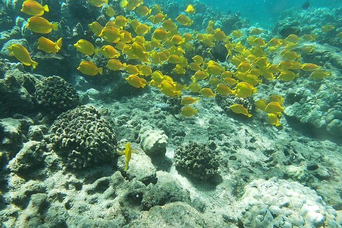 Two Reef Snorkel Trip-See Captain Cook Monument & Sea Caves - Key points at a glance