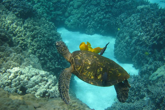 Two Reef Snorkel Trip-See Captain Cook Monument & Sea Caves - The boat ride along the Kona coast