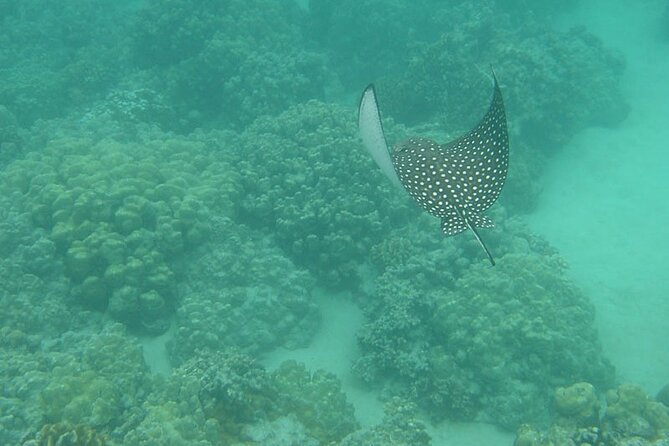 Two Stop Snorkel and Shipwreck from Dockyard - Captain Tori makes a difference for beginners