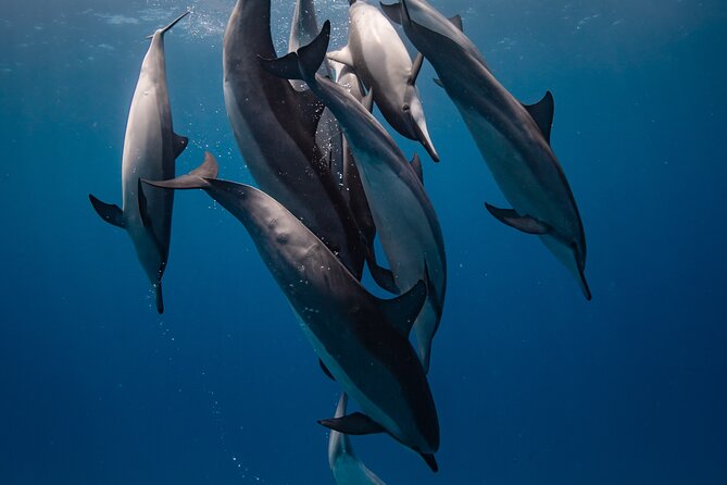 Two Tank Morning Reef Dive and Snorkel - Key things to know before booking