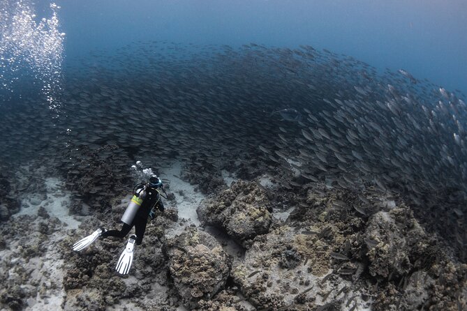 Two Tank Morning Reef Dive and Snorkel - What the underwater time may feel like