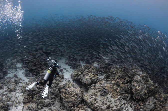 Two Tank Morning Reef Dive and Snorkel - The guide pairing matters more than you might expect