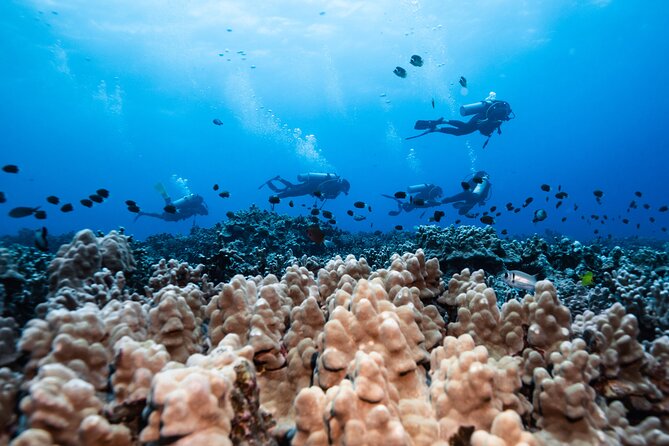 Two Tank Morning Reef Dive and Snorkel - Kona coffee and simple boat refreshments