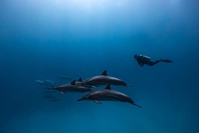 Two Tank Morning Reef Dive and Snorkel - Who will get the most from this outing?
