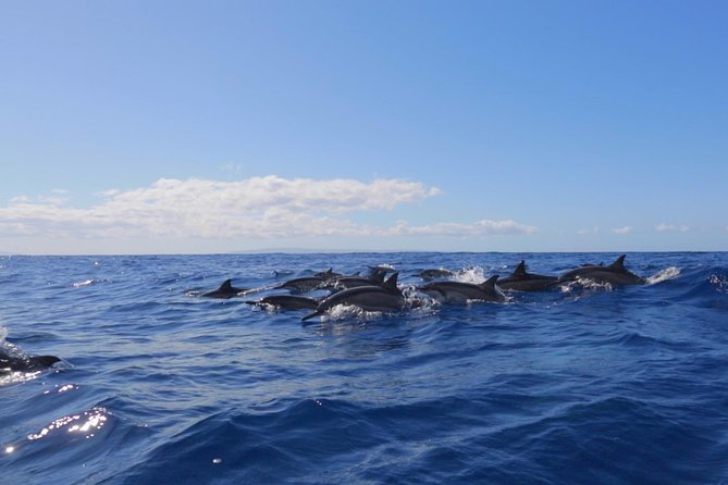 Ultimate 4 Hour Lanai Snorkel and Dolphin Encounter - First snorkel stop: reefs, fish, and Lanai’s sea cliffs