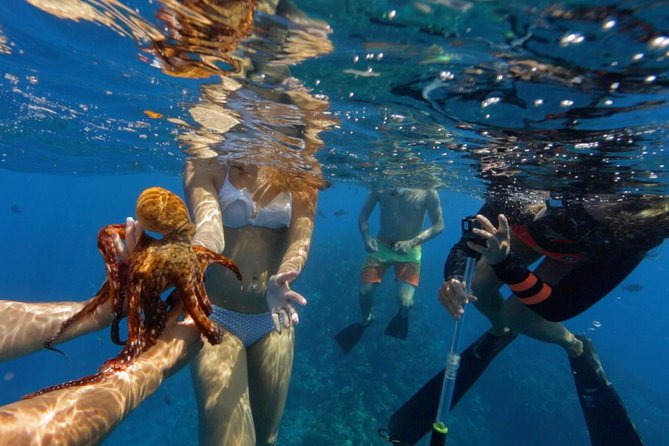 Ultimate 4 Hour Lanai Snorkel and Dolphin Encounter - Second stop: turtles, sharks, and a man-made reef